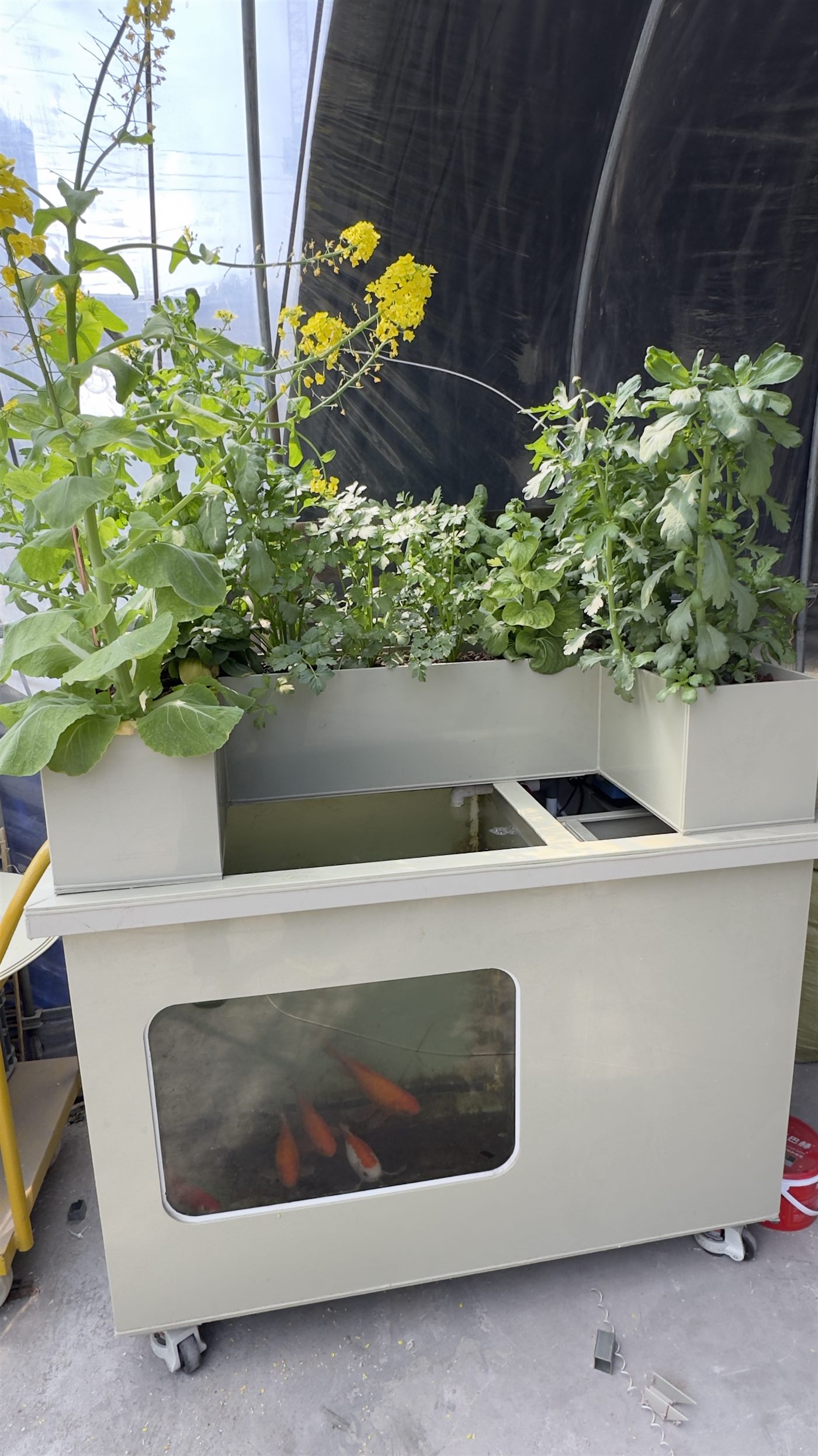 iAquaponic 500L compact aquaponic system for home use