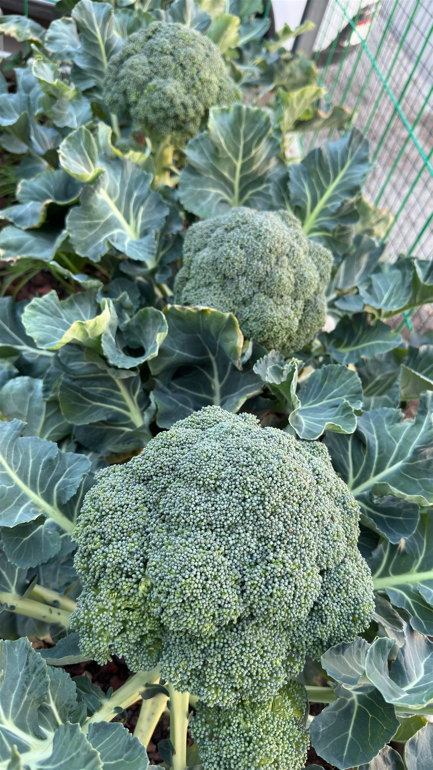 Fresh kale growing in aquaponic grow bed