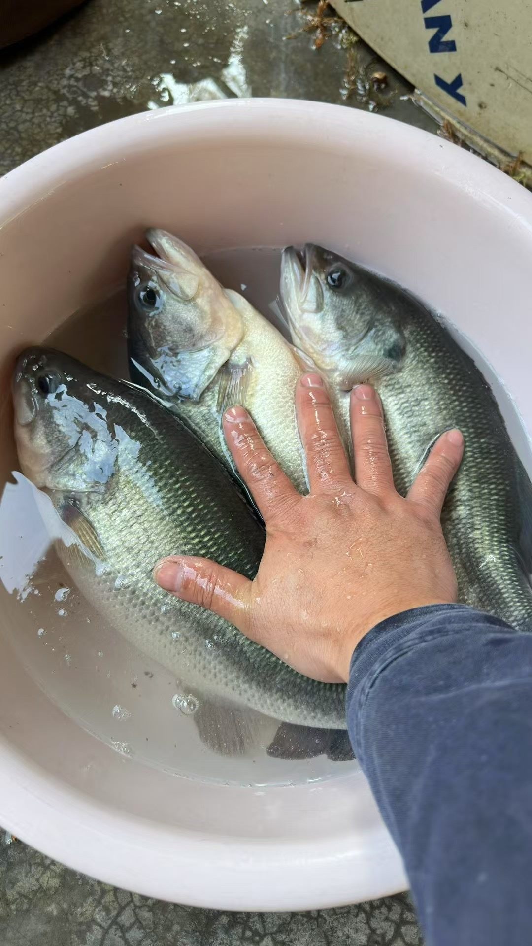 Fresh bass harvested from aquaponic fish tank