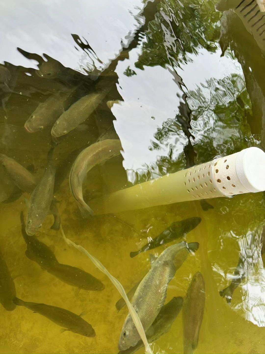 Lettuce growing in aquaponic system lava rock media